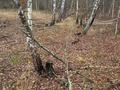 участок по адресу с. Калиновка,