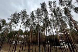 будинок за адресою Лісова