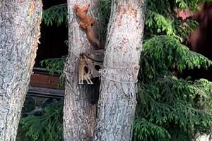 будинок за адресою с. Лісники, Кільцева вул.
