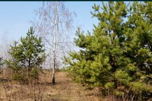 ділянка за адресою Сонячна