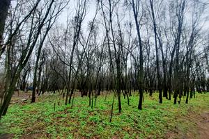 ділянка за адресою Городищанська