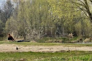 участок по адресу с. Круглик, Кібенка