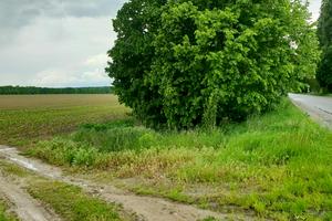 ділянка за адресою с. Липник, 