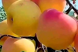 будинок за адресою 3-а Садова