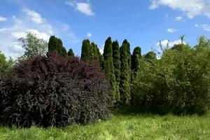 ділянка за адресою с. Старі Кривотули, 