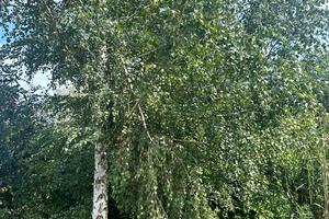 участок по адресу Катіонівський пер.