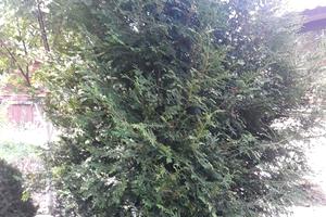 будинок за адресою Садова