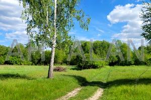 ділянка за адресою лісна