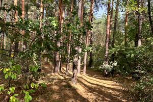 ділянка за адресою Тарасовка
