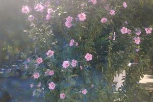квартира за адресою Мала Арнаутська вул., 55