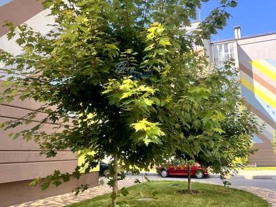 квартира за адресою Стеценка вул., 75-Р