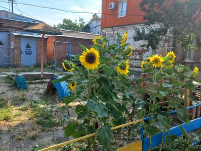 квартира за адресою Шульгіних вул., 32