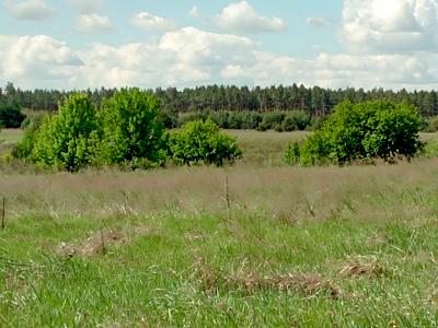 ділянка за адресою с. Миколаївка, 