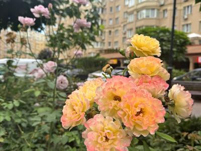 квартира за адресою Лесі Українки вул., 20