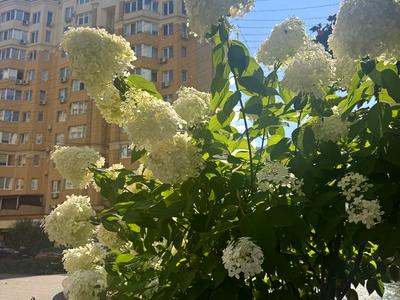 квартира за адресою Братська вул., 24