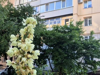 квартира за адресою Соборна, 36