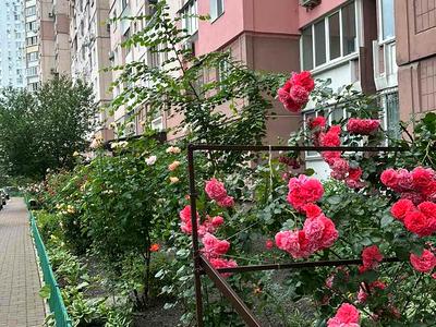 квартира за адресою Олени Пчілки вул., 4