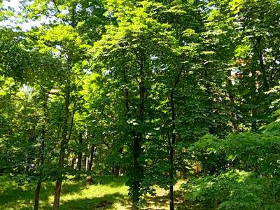 квартира по адресу Митрополита Василия Липковского ул. (Урицкого), 35-А
