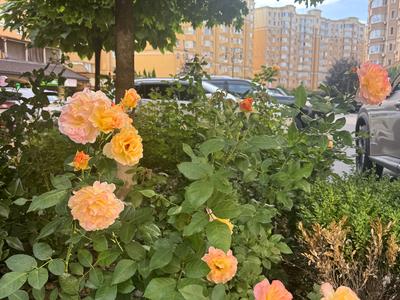 квартира за адресою Братська вул., 24