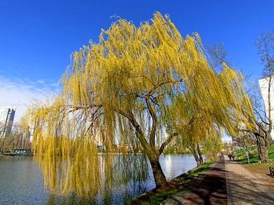 квартира за адресою Павла Тичини просп., 11