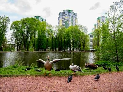 квартира за адресою Вишгородська вул., 45Б/1
