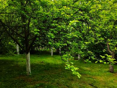 будинок за адресою Зелена, 34