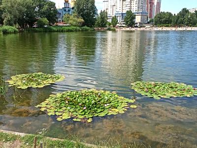 квартира за адресою Юрія Шумського вул., 8-А
