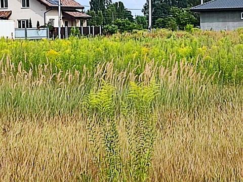 ділянка за адресою вул.Південна, 6