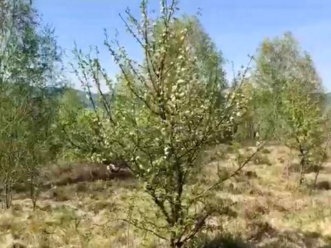 ділянка за адресою Шевченка