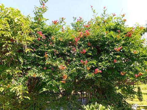 будинок за адресою Центральна вул. (Пролетарська), 79/80