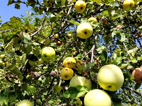 будинок за адресою Курсанта Єськова вул.