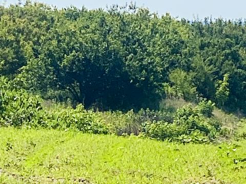 участок по адресу Балістична