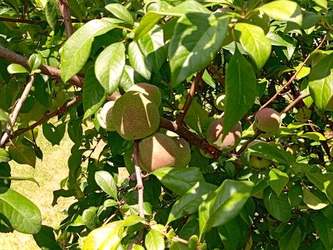 будинок за адресою Центральна вул. (Пролетарська), 79/80