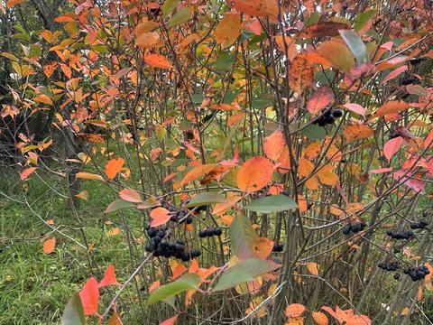 ділянка за адресою Середня, 14