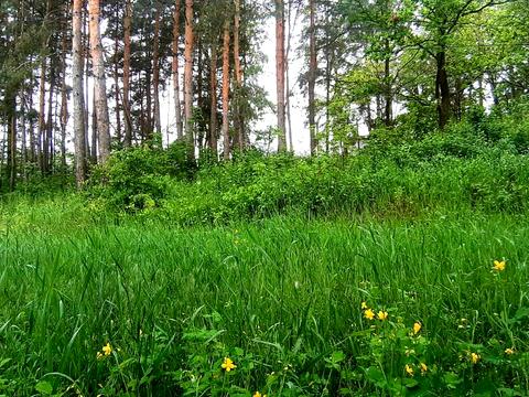 ділянка за адресою Мрія