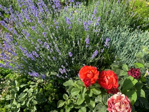 будинок за адресою Довженко