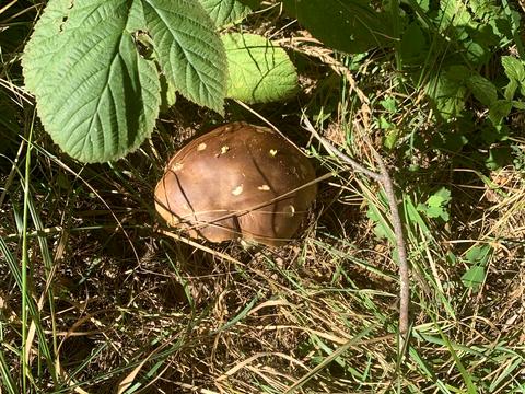 участок по адресу Барвинковая ул.