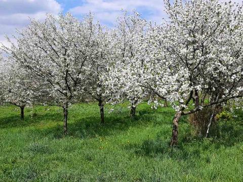 будинок за адресою Романа Сушка вул., 5