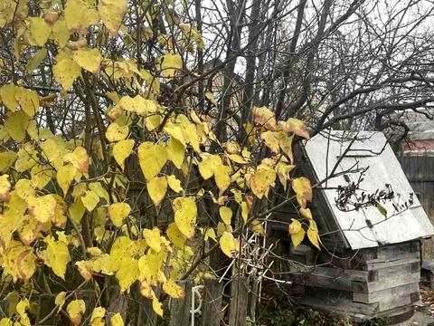 участок по адресу Шевченка, 50
