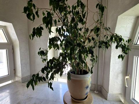 будинок за адресою Селекційна вул., 65