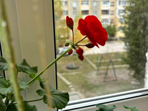 квартира по адресу Независимости ул., 74