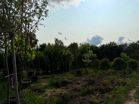 ділянка за адресою Гетьманська вул.