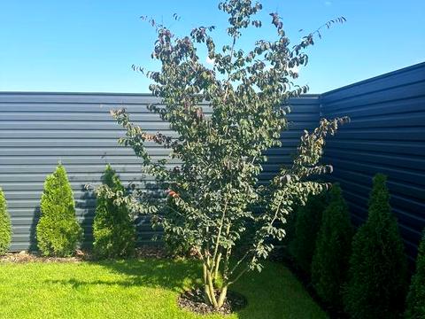 будинок за адресою Миру