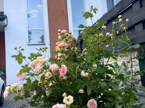 дом по адресу Нове Шосе