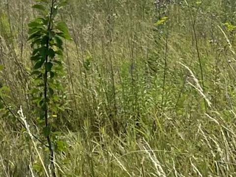 ділянка за адресою Квітнева