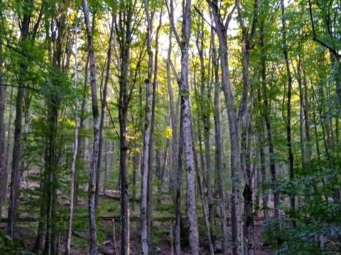 дом по адресу Дачний масив