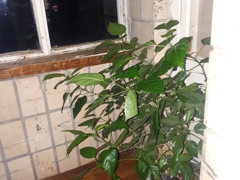 квартира за адресою Нововокзальна вул., 21