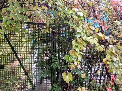 участок по адресу Богатырская ул., 42