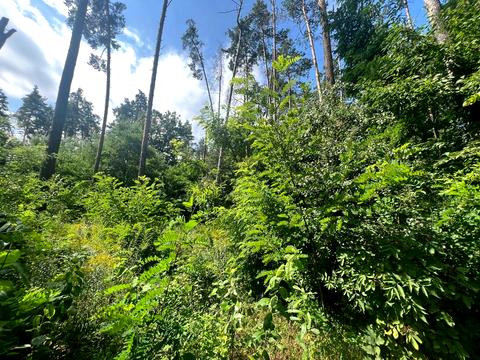 ділянка за адресою Котляревського