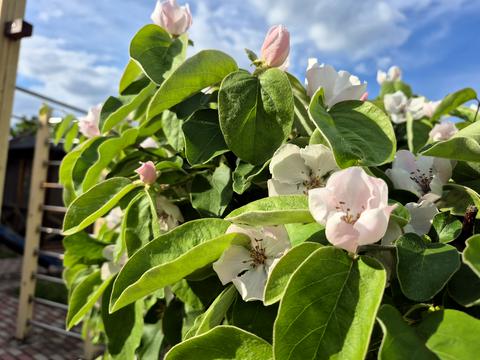 дом по адресу Промислова ул.